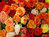 French roses