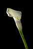 white cala lily